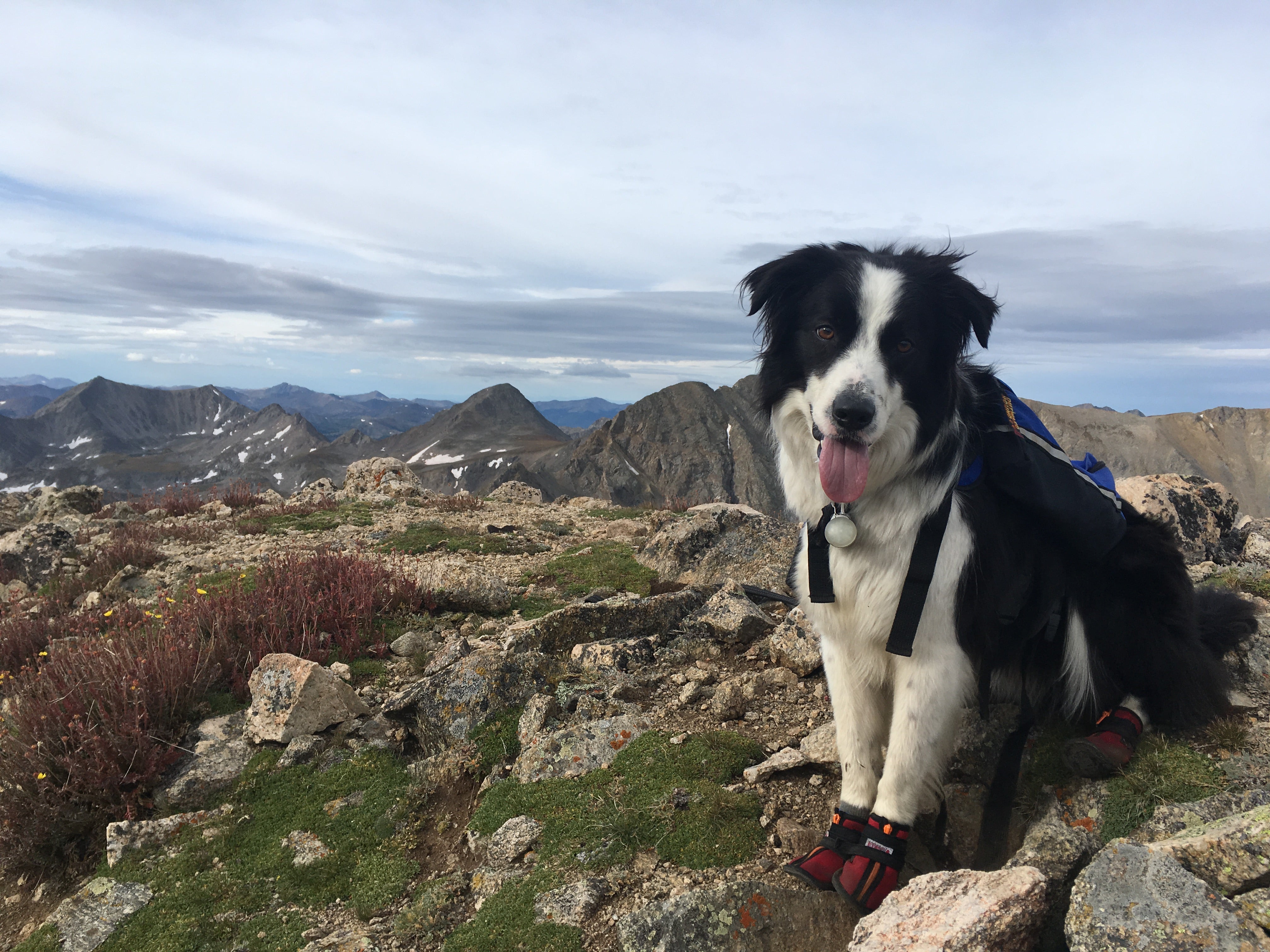 Do Dogs Need Shoes for Hiking Terrain Dog