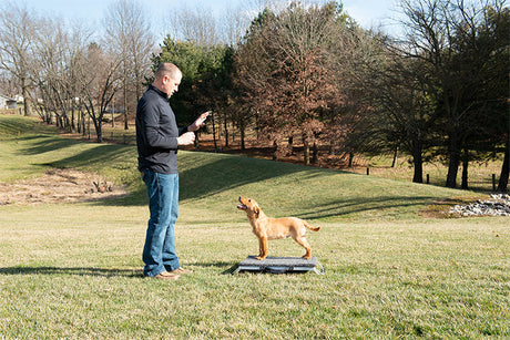 Leadership in Dog Training