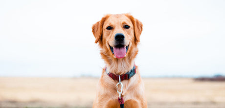 Bamboo collar