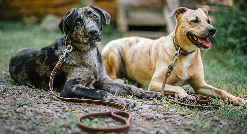 Leather Collars