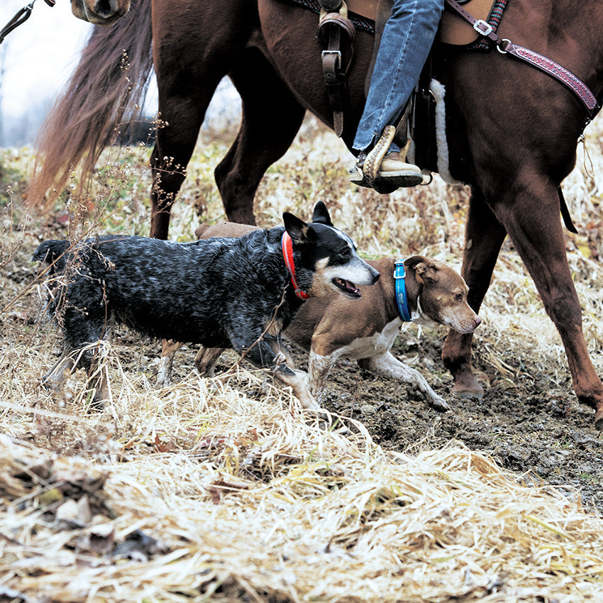 Dogs wearing reflective neoprene lined collars