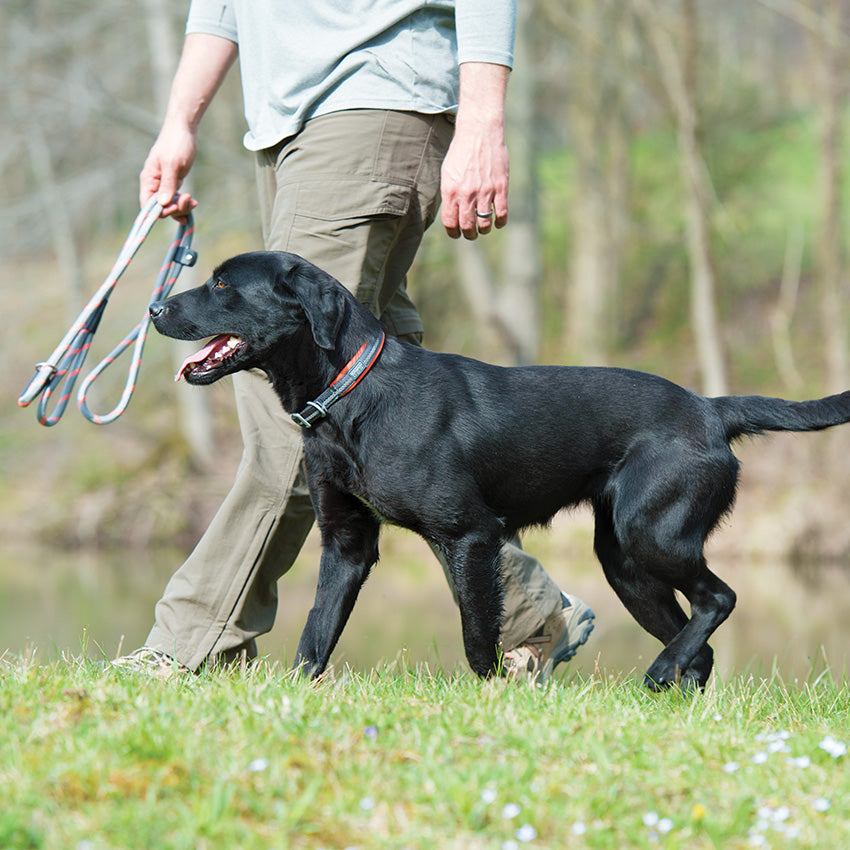 Crag™ Reflective Dog Collar, Inspired By Nature