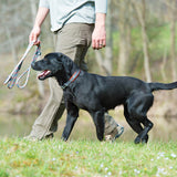 Dog wearing dark gray collar