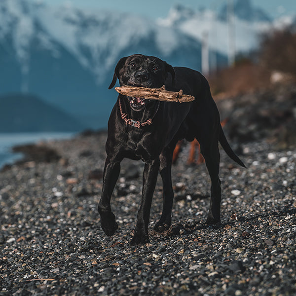 Adjustable Rope Collar