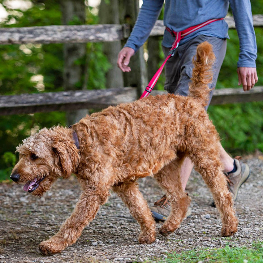 Hands-Free Leash Red