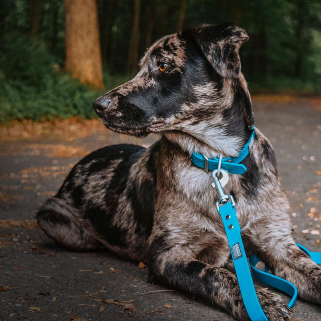 Place Board – Terrain Dog